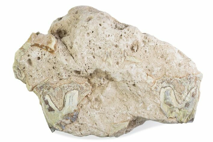 Fossil Oreodont (Merycoidodon) Jaw Section In Rock - South Dakota #375533